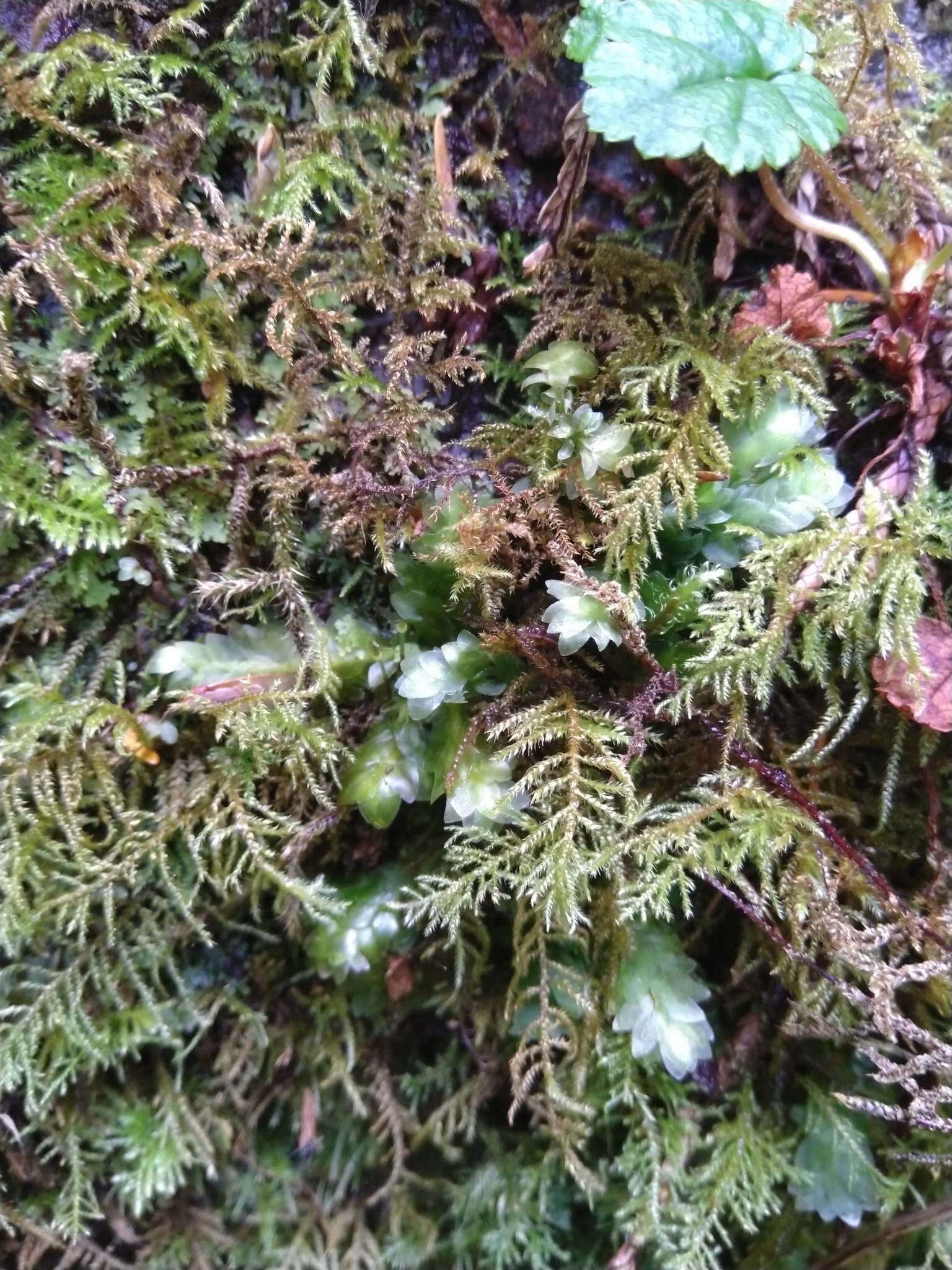 Image of hookeria moss