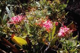 Image of Bejaria imthurnii N. E. Br.