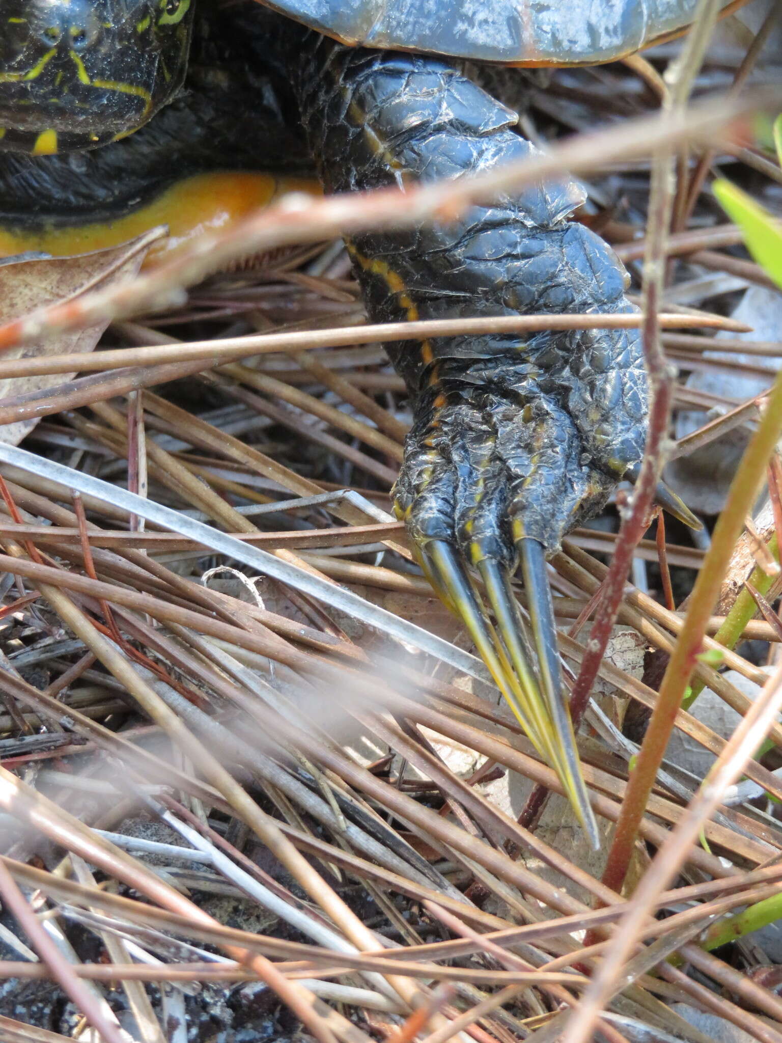 Image of Florida Cooter