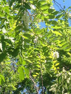 Image of black locust