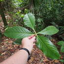 Image de Hedyosmum goudotianum Solms