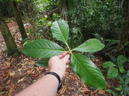 Image of Hedyosmum goudotianum Solms