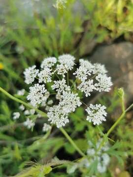 Image of Pimpinella cretica Poir.