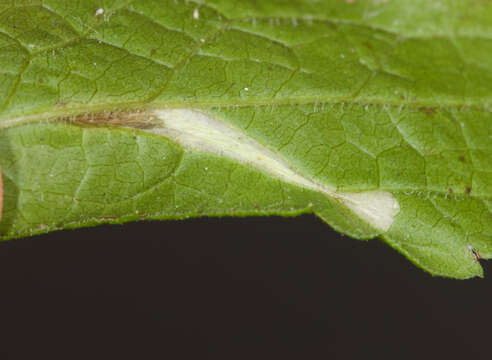 Image of Goldenrod Leaf Miner