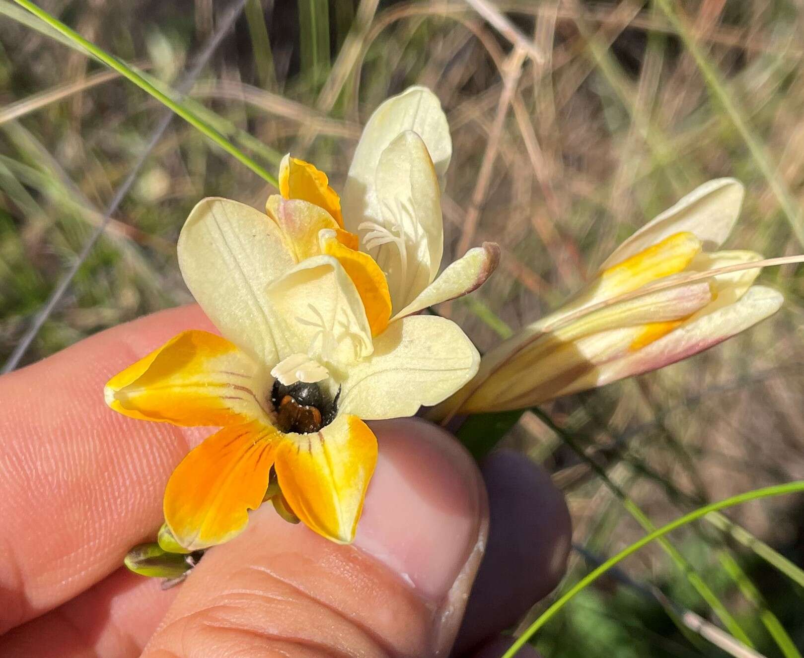 Freesia fergusoniae L. Bolus resmi