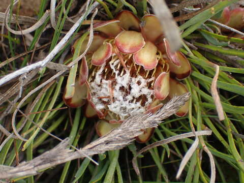 Image of Protea intonsa Rourke