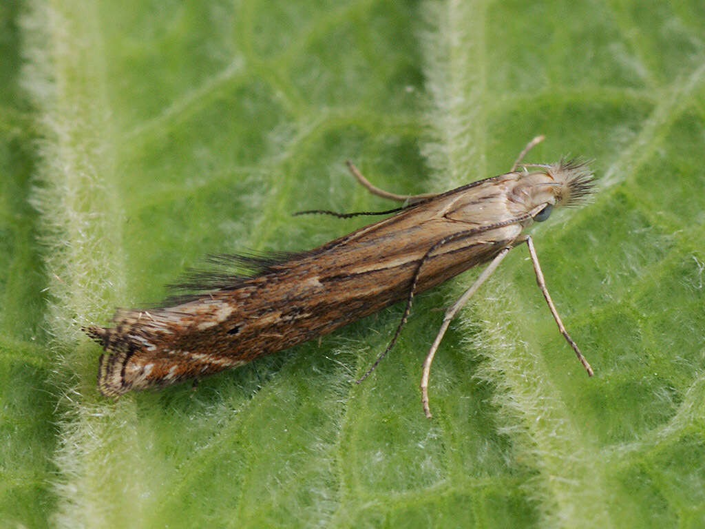 Image of Isophrictis striatella