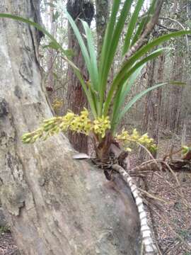 Image de Cymbidium suave R. Br.