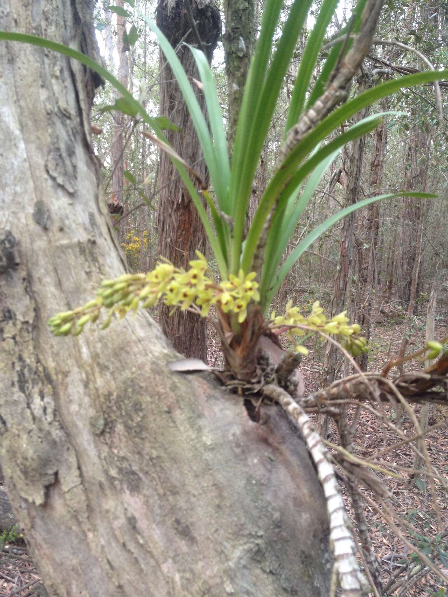 Image of Snake orchid