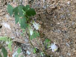 Aquilegia laramiensis Nelson resmi