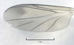 Image of Waipapamyia elongata Jaschhof & Kallweit 2009
