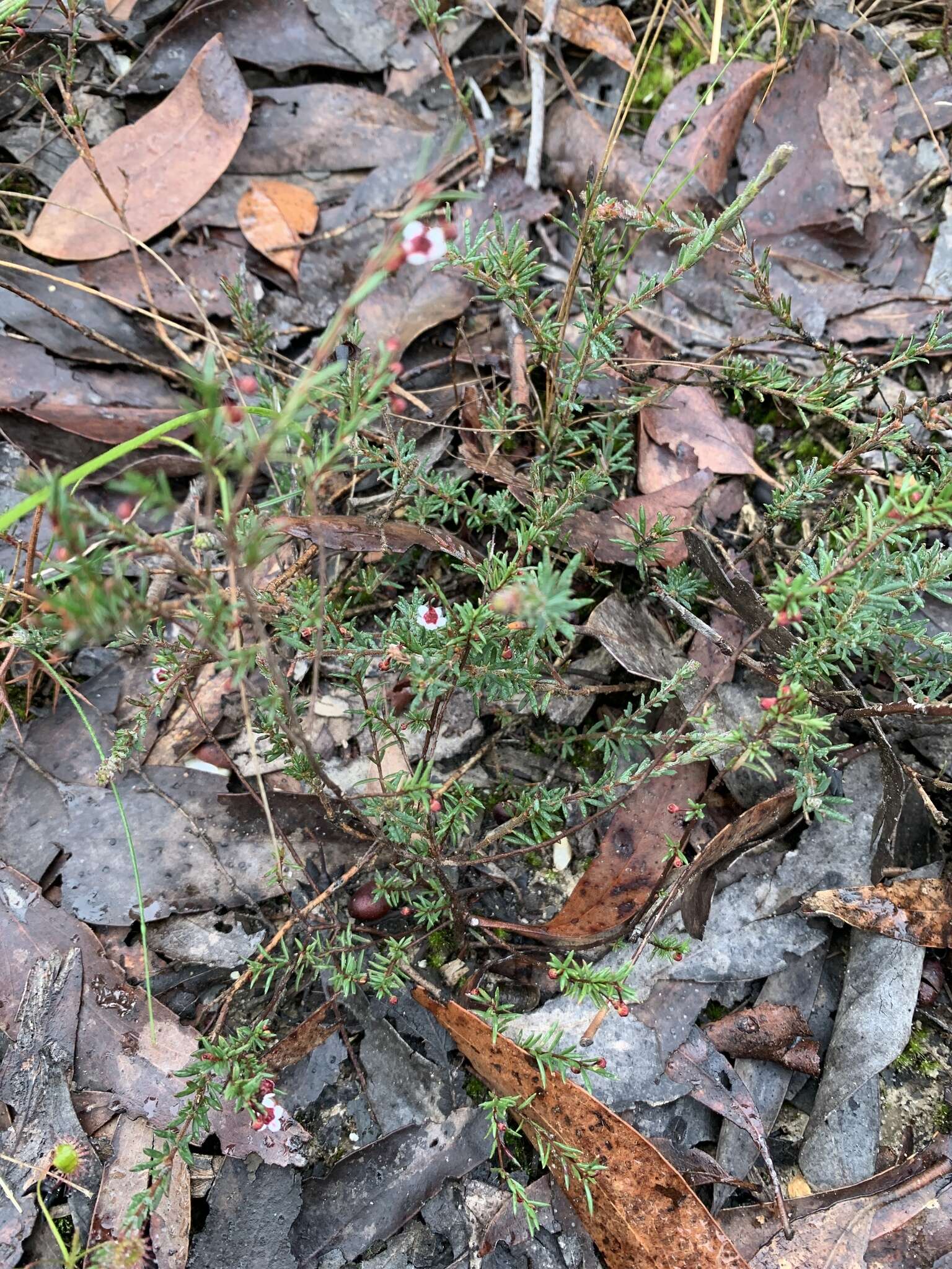 Image of Euryomyrtus ramosissima subsp. prostrata (Hook. fil.) Trudgen