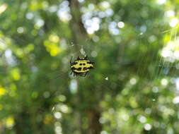 Image of Gasteracantha fasciata Guérin 1838