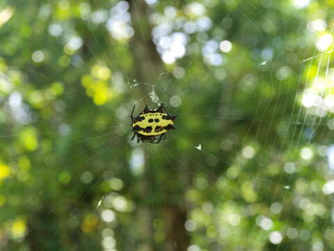 Image of Gasteracantha fasciata Guérin 1838