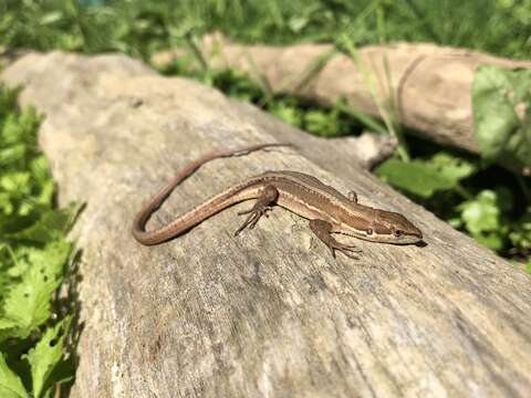 Image of Japanese Grass Lizard