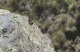 Image of Black-billed Shrike-Tyrant