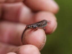 Image of Pygmy Salamander