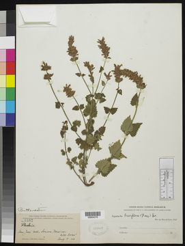 Image of Trans-Pecos giant hyssop