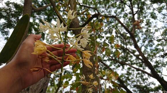 Image of Epidendrum bracteolatum C. Presl