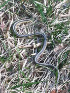 Image of Thamnophis sirtalis sirtalis (Linnaeus 1758)