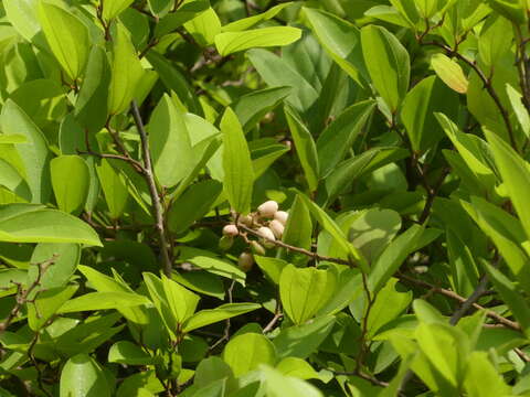 Ziziphus rugosa Lam. resmi