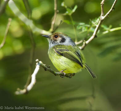 Image of Eared Pygmy Tyrant