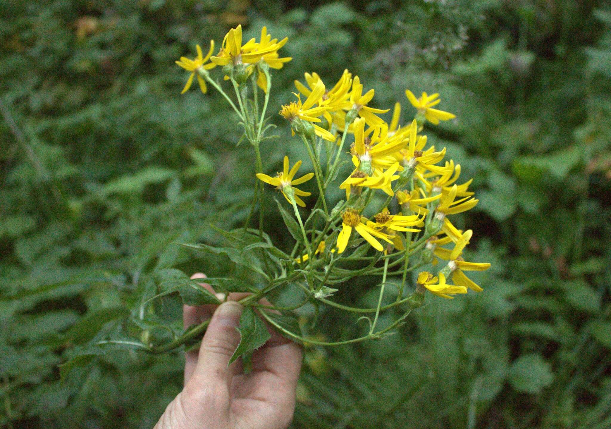 Imagem de Senecio nemorensis L.