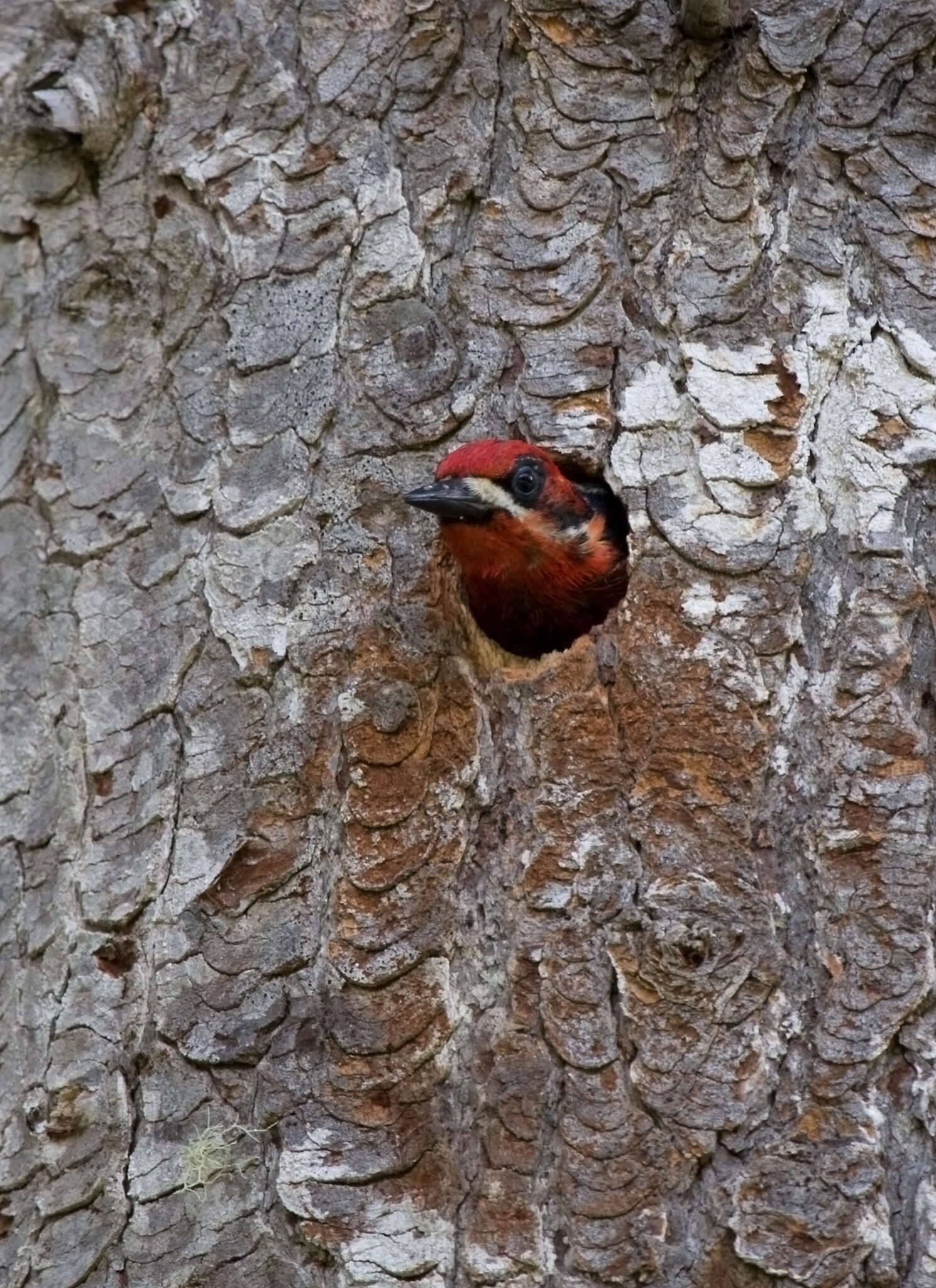 Sphyrapicus ruber daggetti Grinnell 1901的圖片