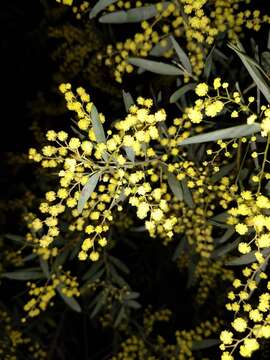 Image of goldenrain wattle