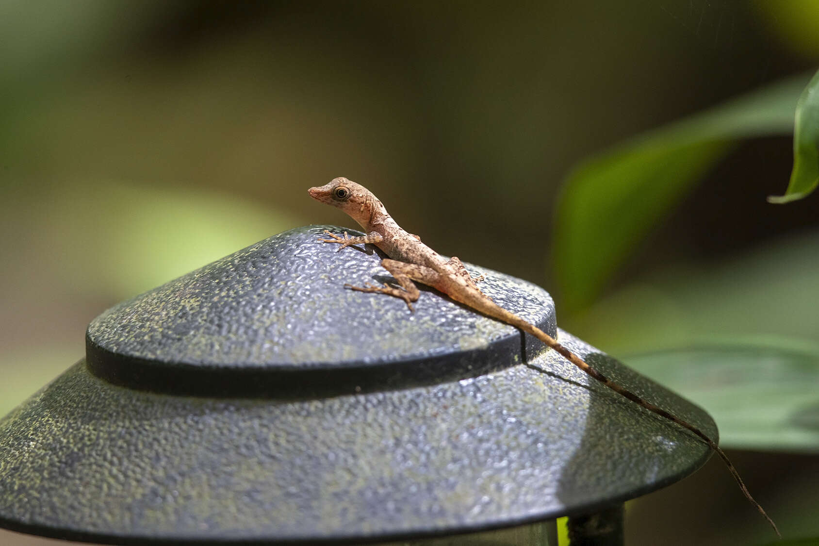 Image of Anolis zeus (Köhler & Mccranie 2001)