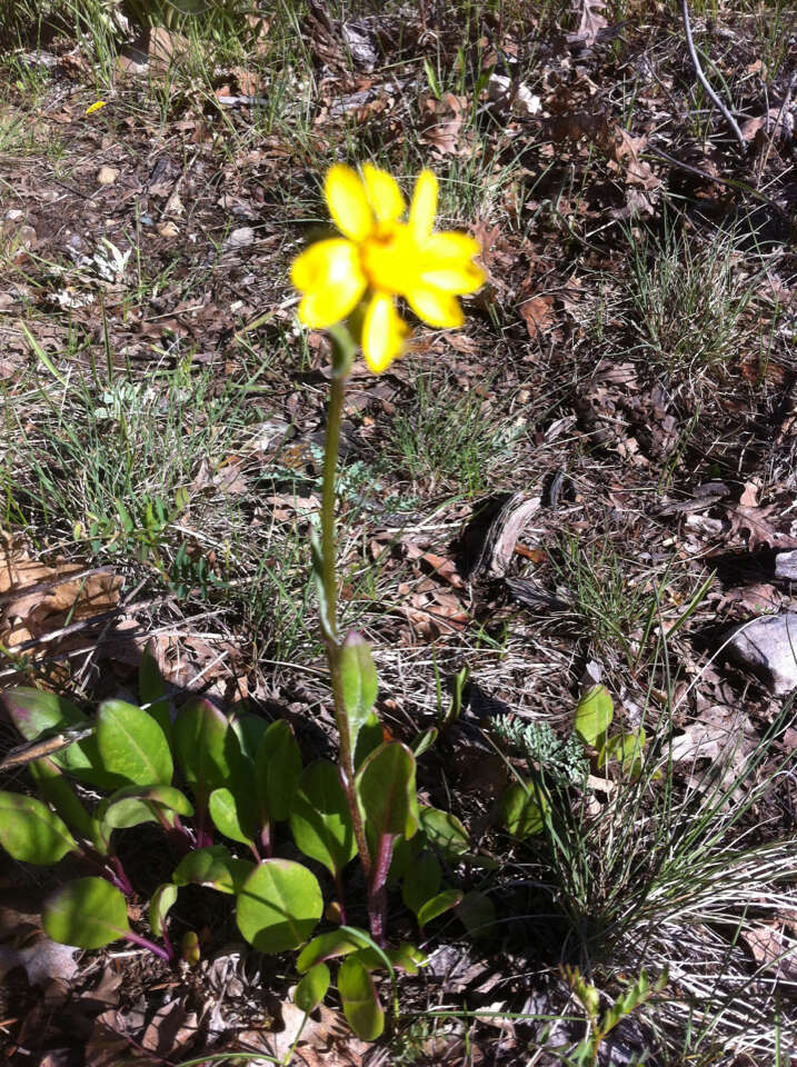 Plancia ëd Senecio integerrimus Nutt.