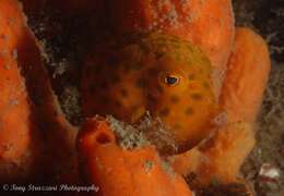 Image of Blue boxfish