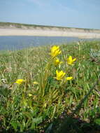 Saxifraga hirculus L. resmi