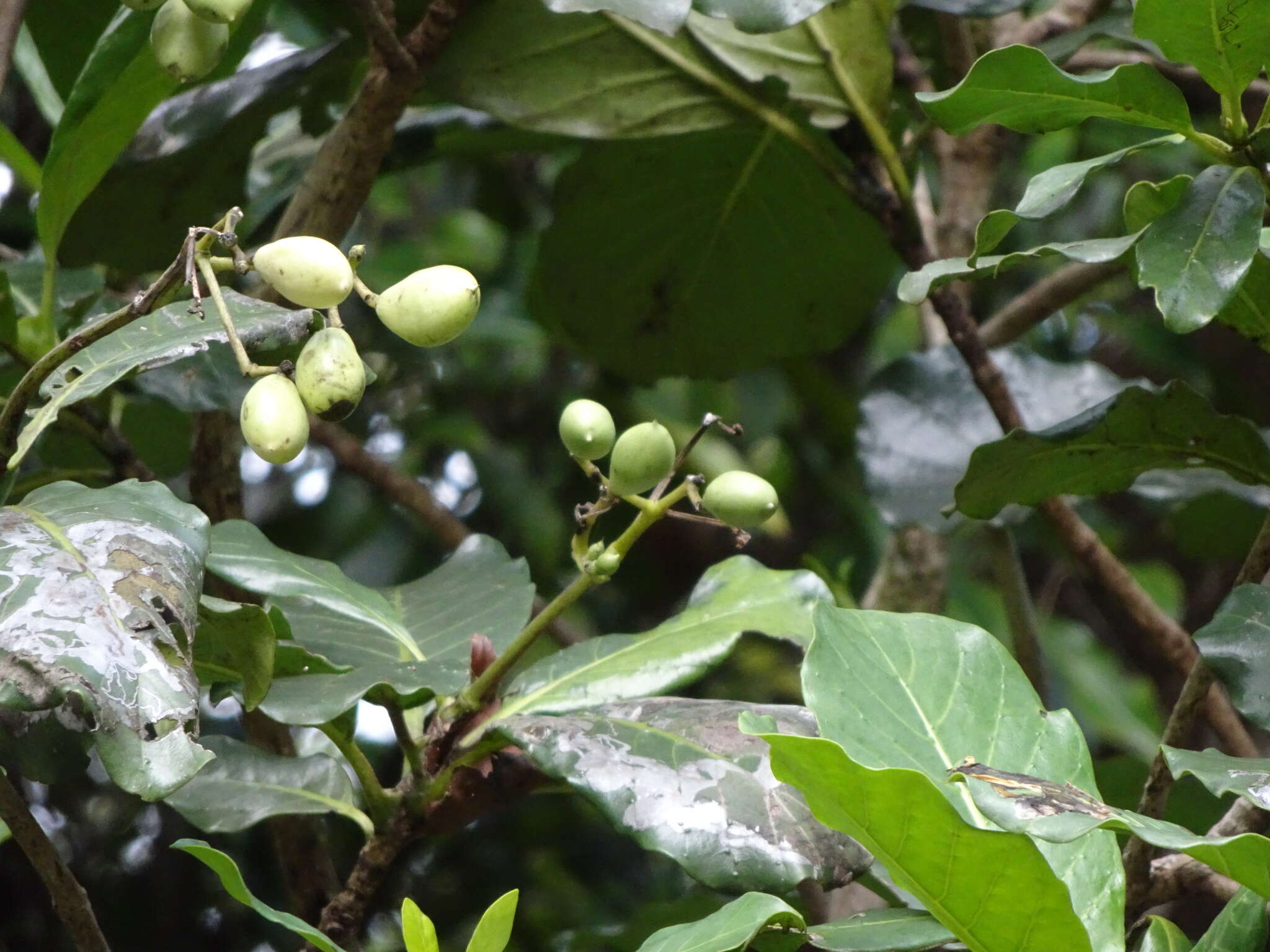 Imagem de Neuburgia novocaledonica (Gilg & Gilg-Ben.) J. E. Molina & Struwe