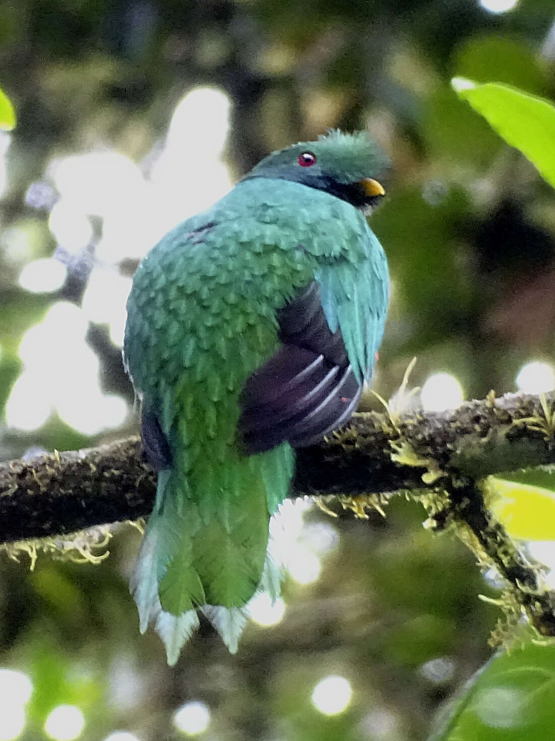 Image of Crested Quetzal