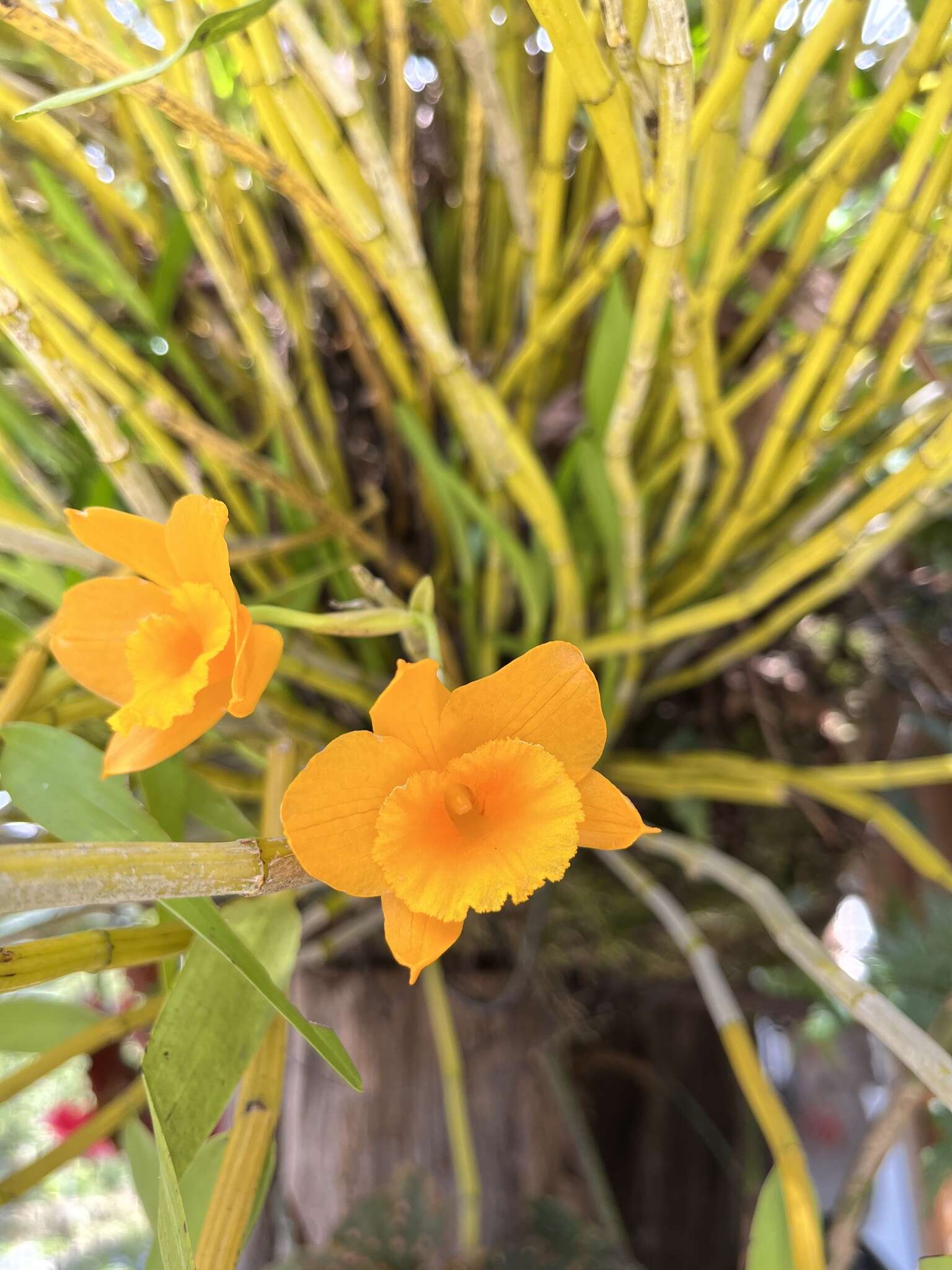 Image of Dendrobium chryseum Rolfe