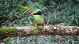 Image of Indochinese Green Magpie