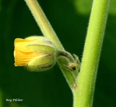 Imagem de Abutilon theophrasti Medik.