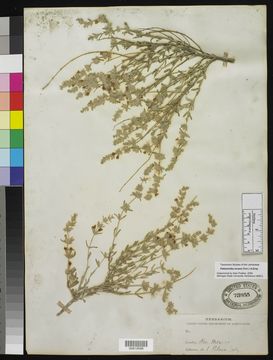 Image of frosted mint