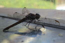 Image of Orthemis aequilibris Calvert 1909