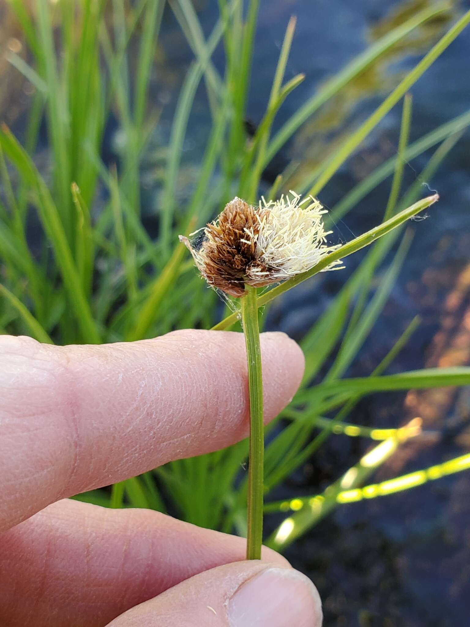 Plancia ëd Calliscirpus brachythrix C. N. Gilmour, J. R. Starr & Naczi