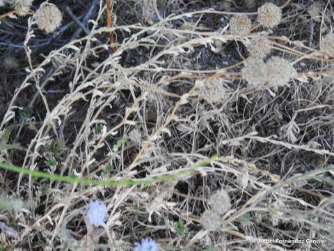 Image de Jasione crispa subsp. sessiliflora (Boiss. & Reut.) Tutin