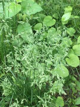 Image of Smooth Meadow-grass