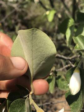 Plancia ëd Styrax redivivus (Torr.) Wheeler