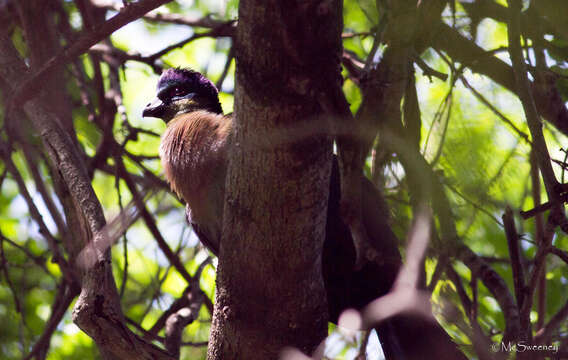 Image of Purple-crested Turaco