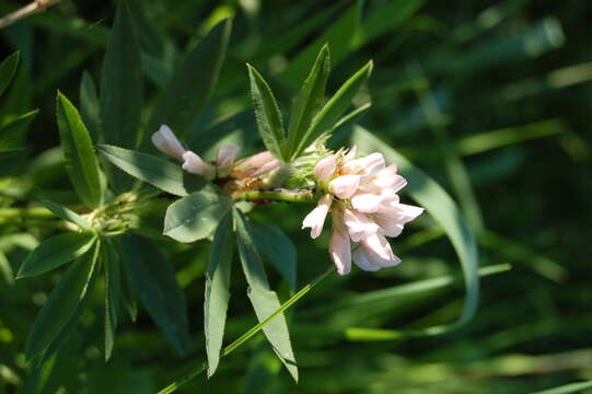 Слика од Trifolium lupinaster L.