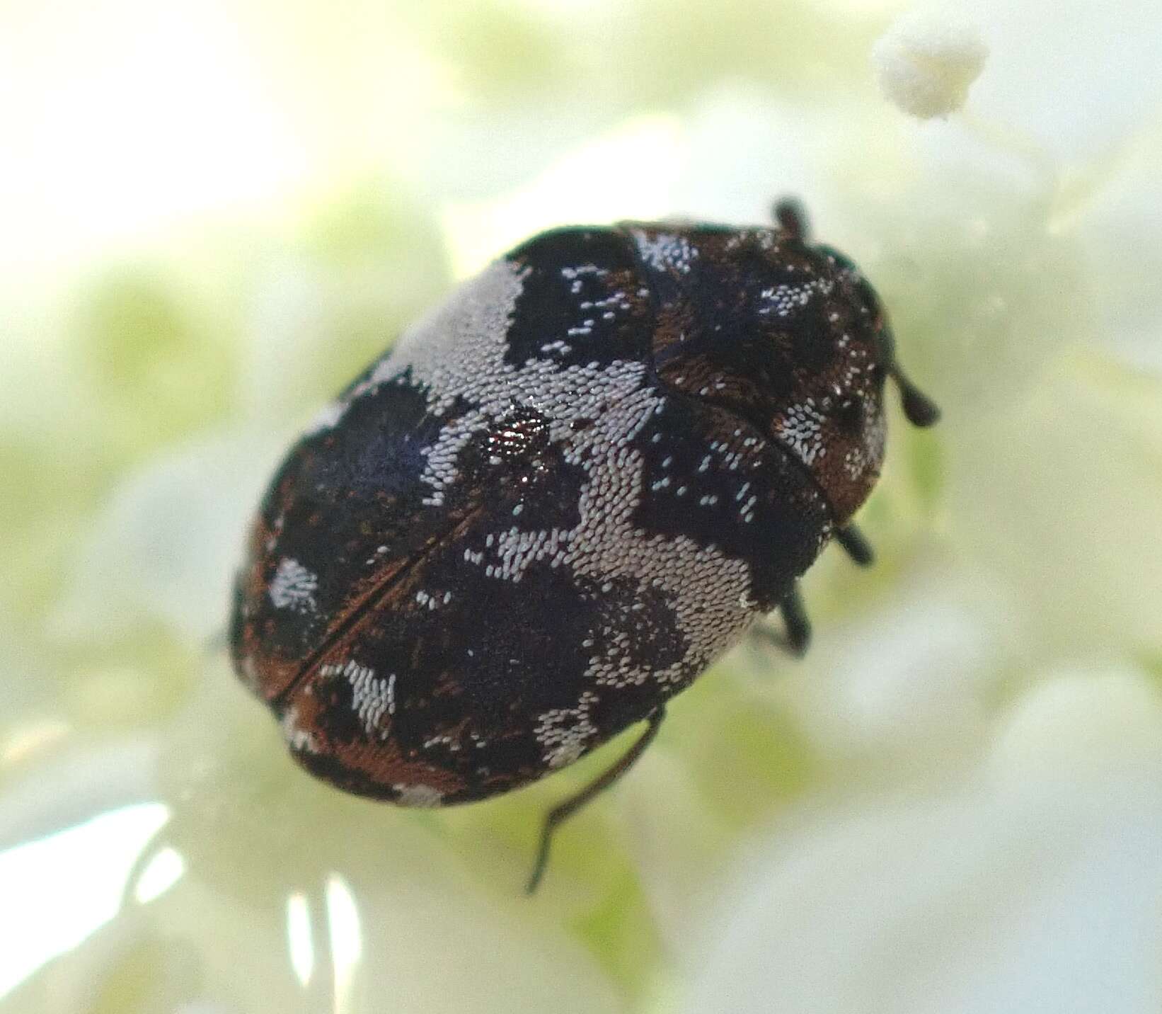 Image of Dermestid beetle