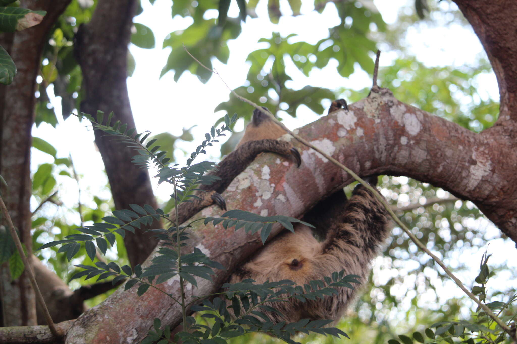 Image of two-toed sloths