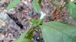 Image of Barleria glandulostamina I. Darbysh.