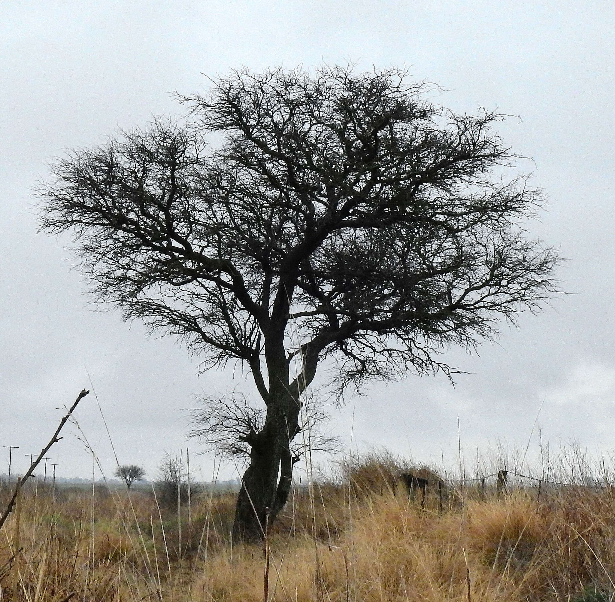 Image of Mesquite